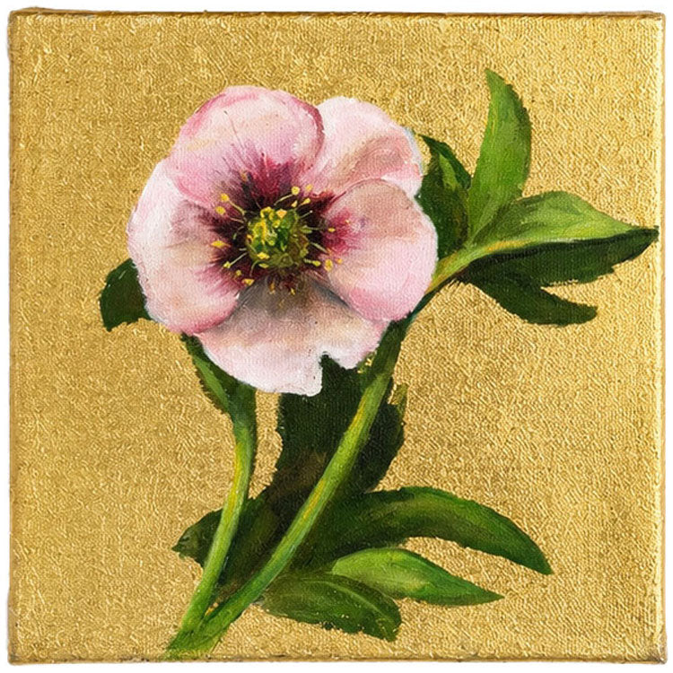 Gilded Hellebore
